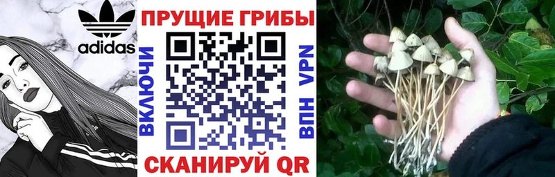 наркошоп  Учалы  Галлюциногенные грибы Psilocybine cubensis 